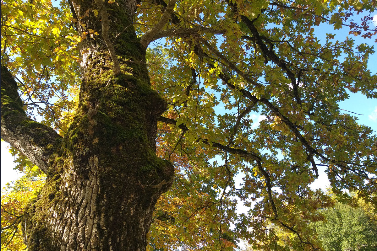 Baum in Bad Hindelang_Foto Wiebke Zint